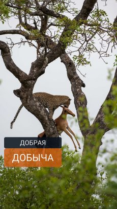 Зло всегда побеждает. Часть 1. Добрая добыча.