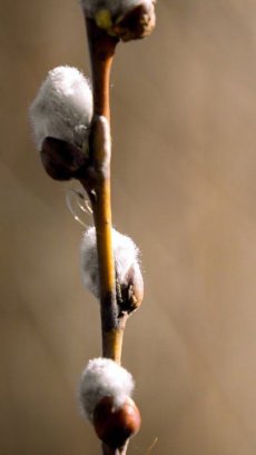 Замедление времени